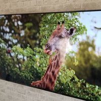 神奈川県藤沢市にて  65型  sony KJ-65X8550H 壁掛けテレビ工事と費用のサムネイル